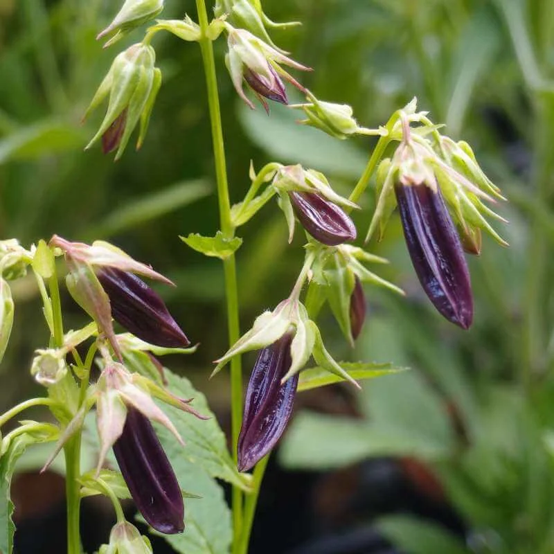 Campanula_Iridescent_Bells_PP2.jpg