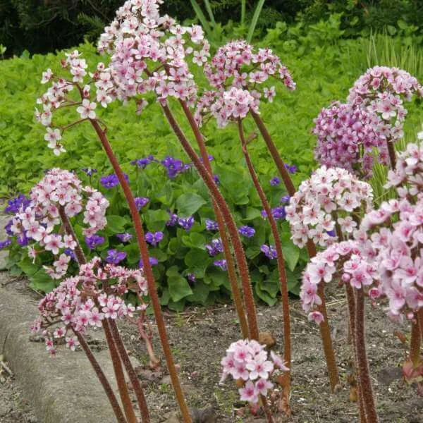 Darmera_Peltata_1.jpg