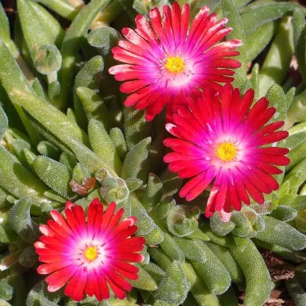 Delosperma_Garnet_PP2.jpg