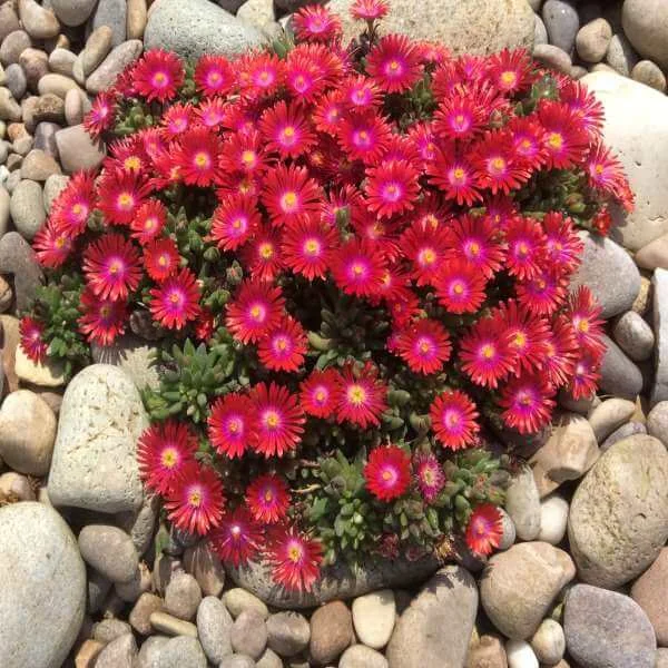 Delosperma_Garnet_PP4.jpg