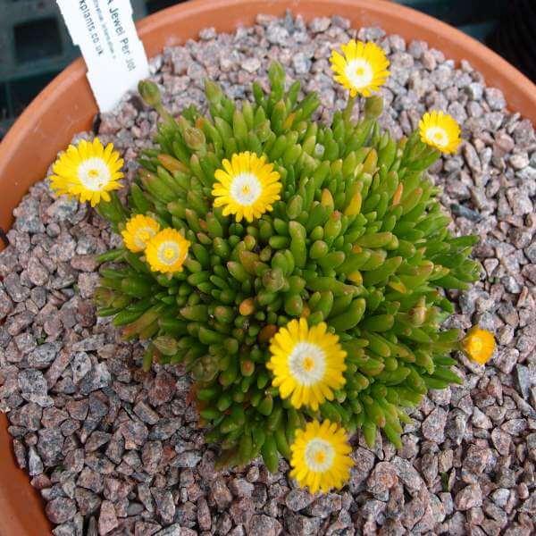 Delosperma_Peridot_PP1.jpg