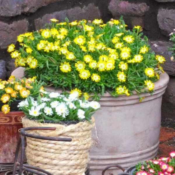 Delosperma_Jewel_Peridot.jpg