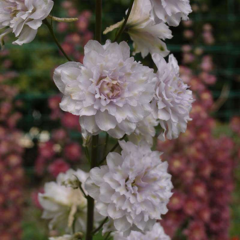 Delphinium_Cha_Cha_PP1.jpg