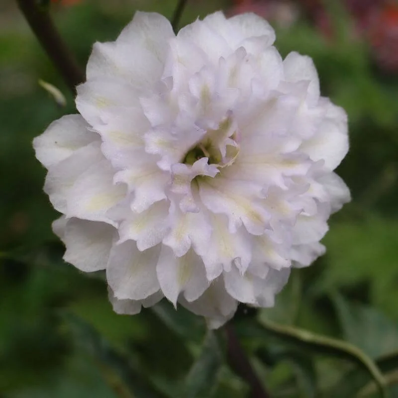 Delphinium_Cha_Cha_PP2.jpg