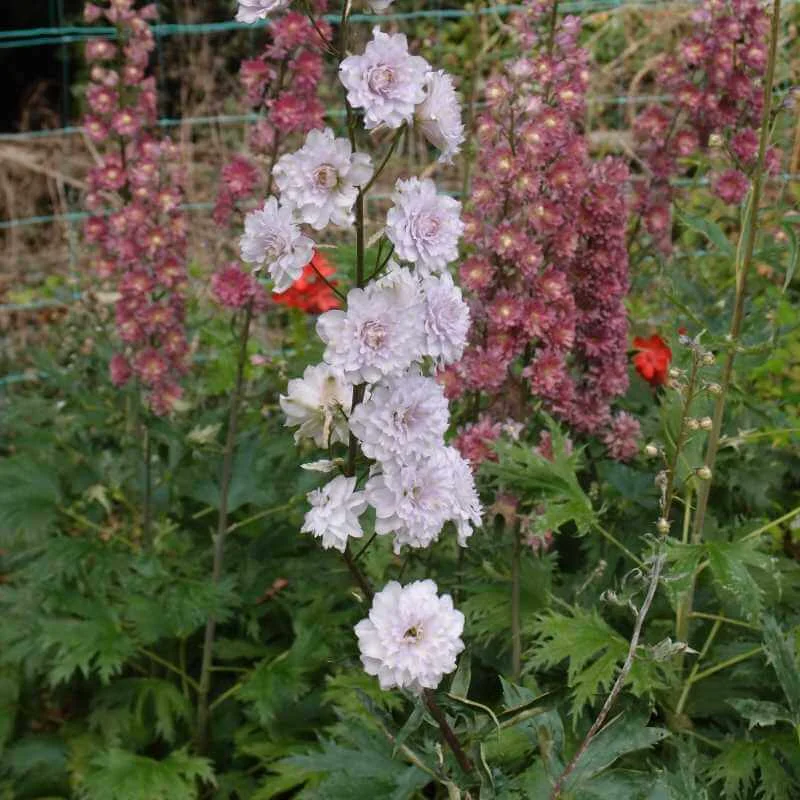Delphinium_Cha_Cha_PP3.jpg