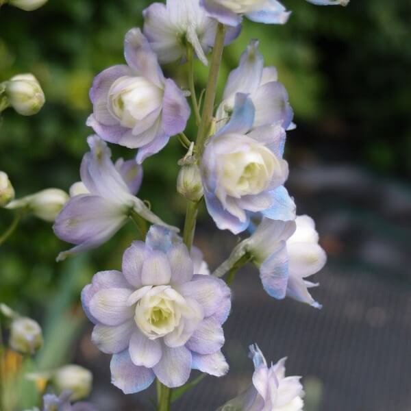 Delphinium_Highlander_Moonlight_PP2.jpg