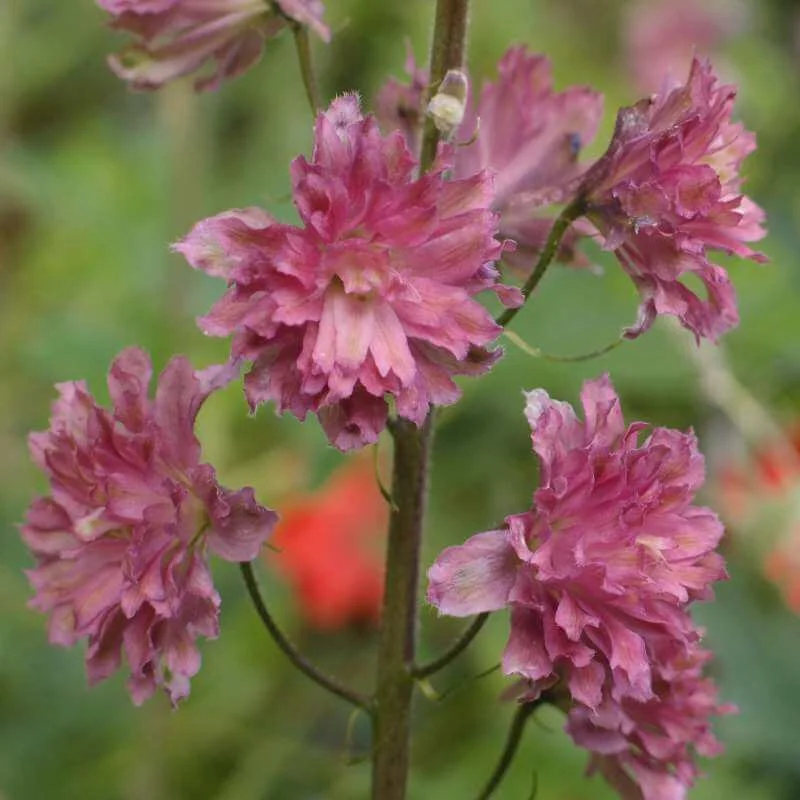 Delphinium_Flamenco_PP2.jpg