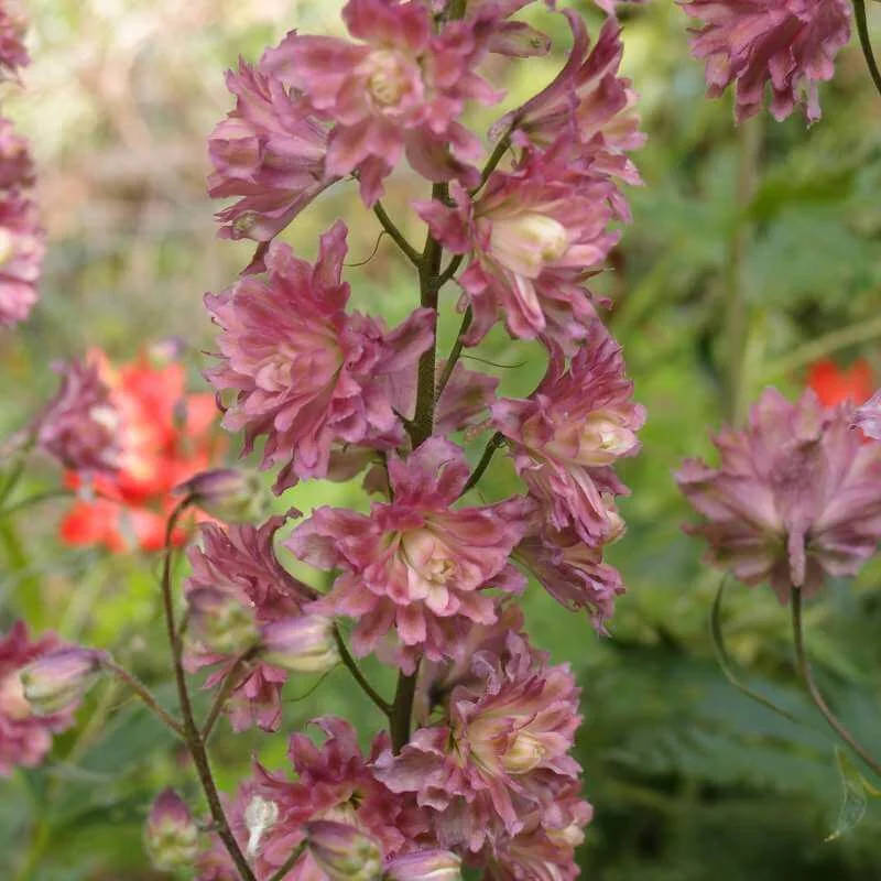 Delphinium_Flamenco_PP3.jpg