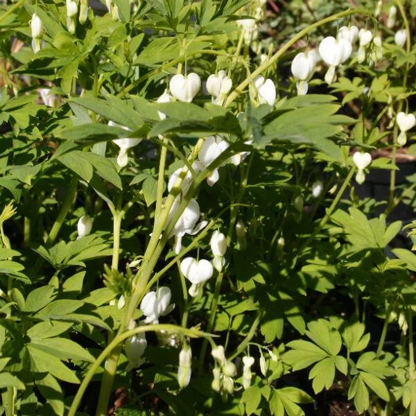 Dicentra_Spectabilis_Alba_PP2.jpg