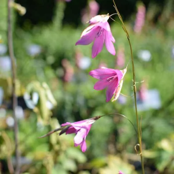 Dierama_Pink_Rocket_PP1.jpg