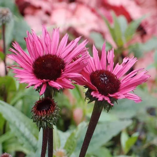 Echinacea_Fatal_Attraction_PP2.jpg