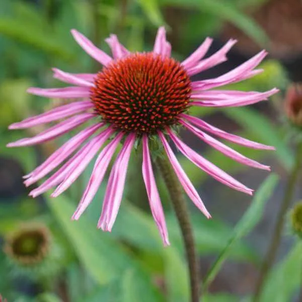 Echinacea_Pica_Bella_PP2.jpg