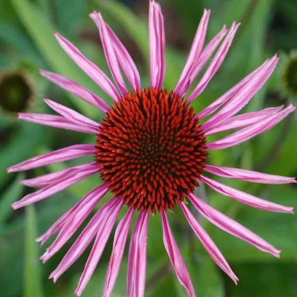 Echinacea_Pica_Bella_PP1.jpg