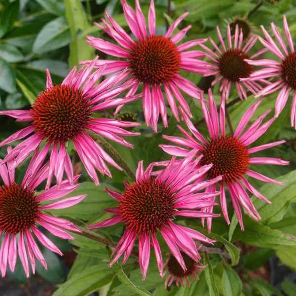 Echinacea_Pica_Bella_PP3.jpg