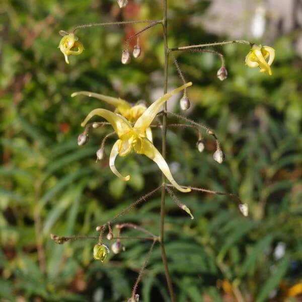 Epimedium_Spine_Tingler_PP2.jpg
