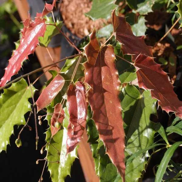 Epimedium_Spine_Tingler_PP4.jpg