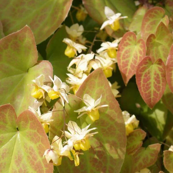 Epimedium_Versicolor_Sulphureum_PP1.jpg