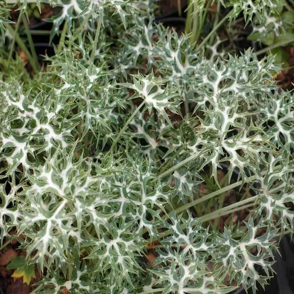 Eryngium_Graham_Stuart_Thomas_PP1.jpg