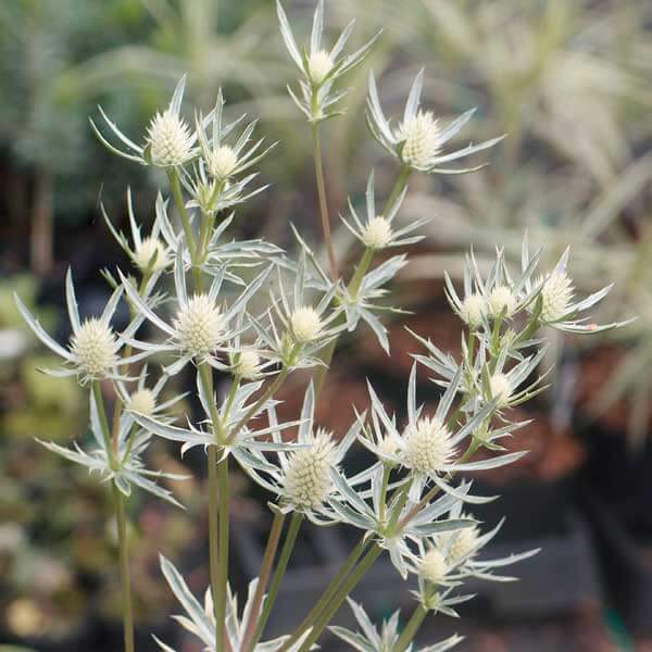 Eryngium_Jade_Frost_PP.jpg