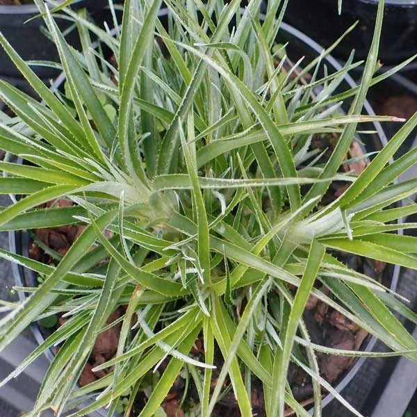 Fascicularia_Bicolor_PP1.jpg