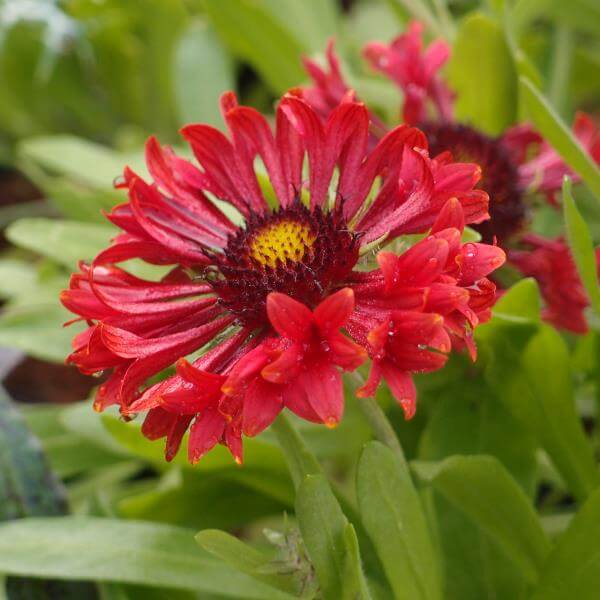 Gaillardia_Frenzy_PP1.jpg