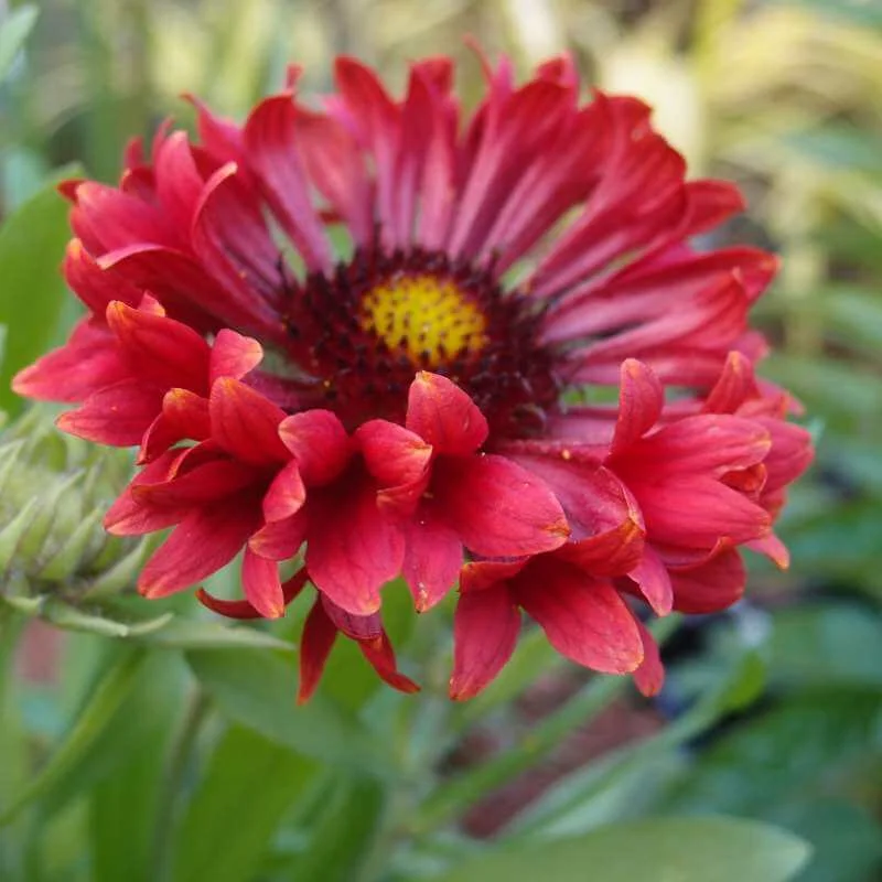 Gaillardia_Frenzy_PP3.jpg