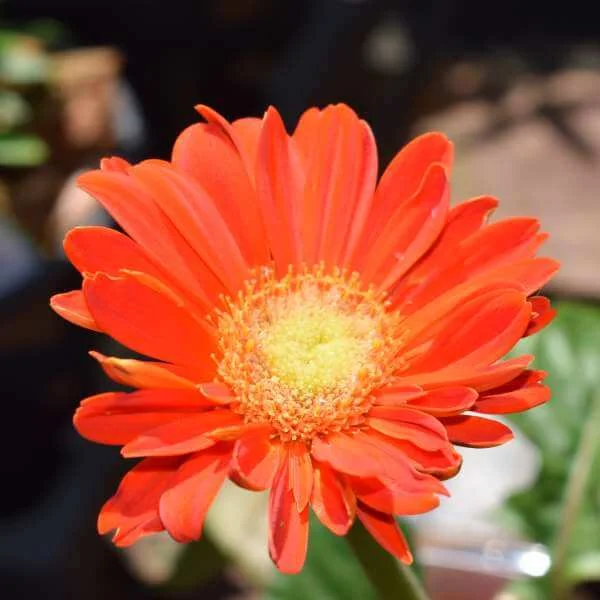 Gerbera_Sweet_Glow_PP3.jpg