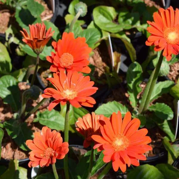 Gerbera_Sweet_Glow_PP2.jpg