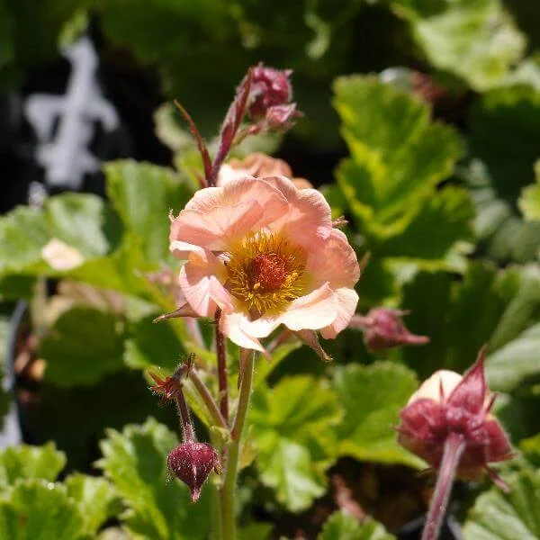 Geum_Mai_Tai_PP1.jpg