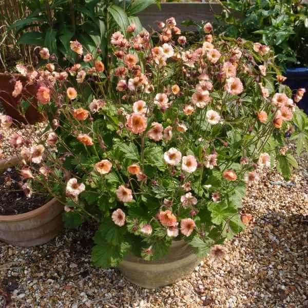 Geum_Mai_Tai_PP4.jpg