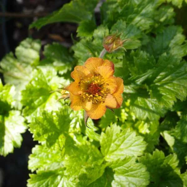Geum_Tequila_Sunrise_PP2.jpg
