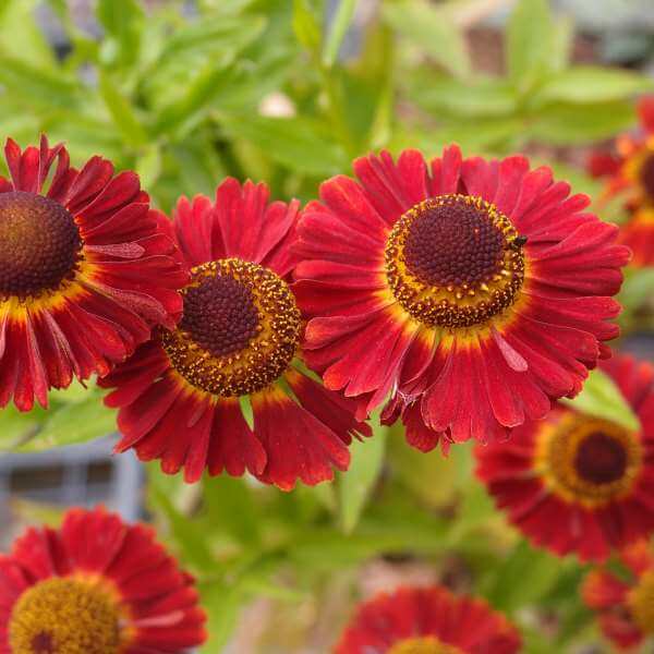 Helenium_Salsa_PP3.jpg