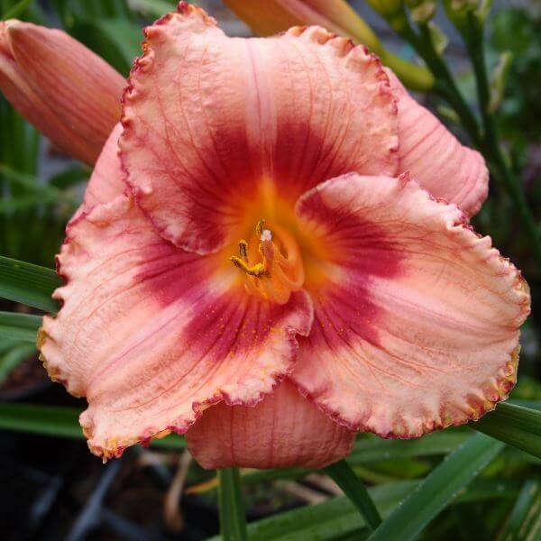 Hemerocallis_Cherry_Valentine_PP1.jpg