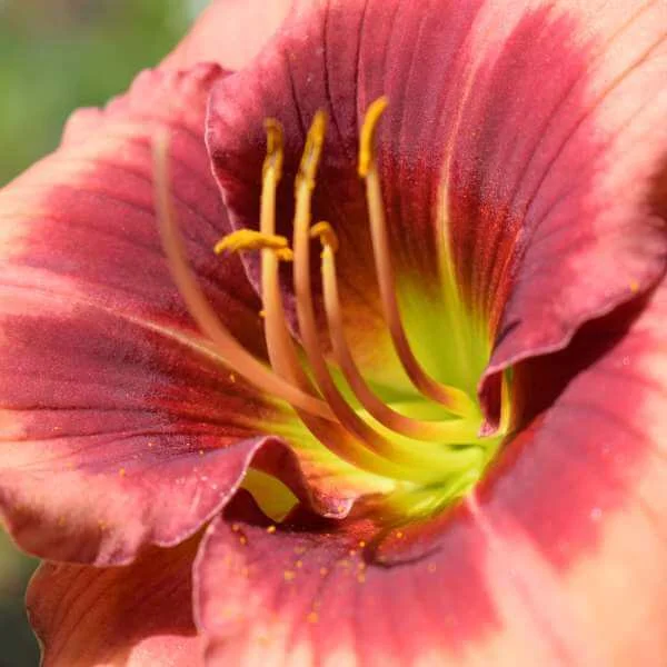 Hemerocallis_Cherry_Valentine_PP2.jpg