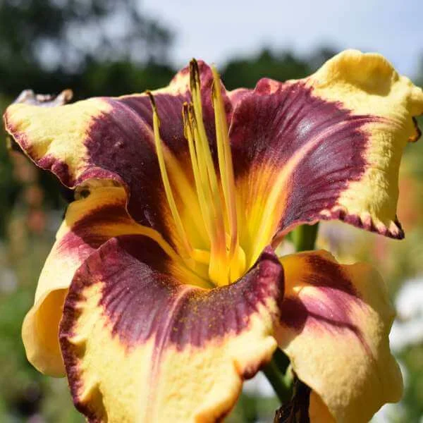 Hemerocallis_Destined_to_See_PP2.jpg