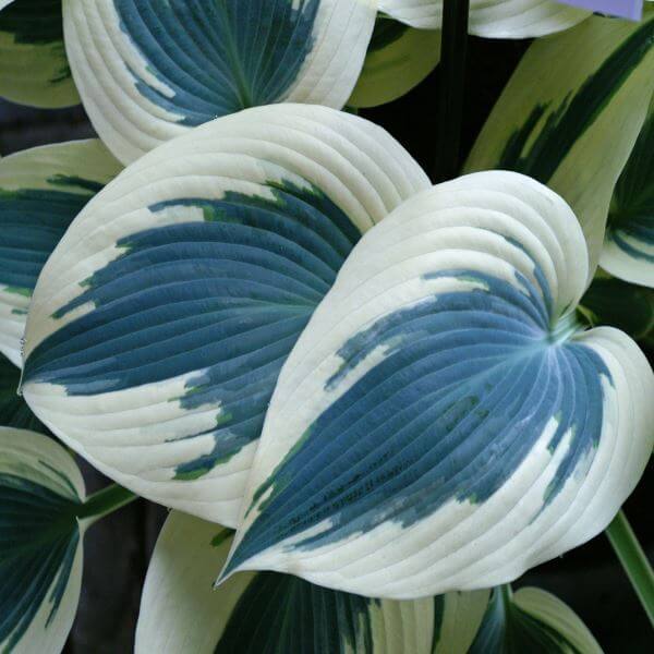Hosta_Blue_Ivory.jpg