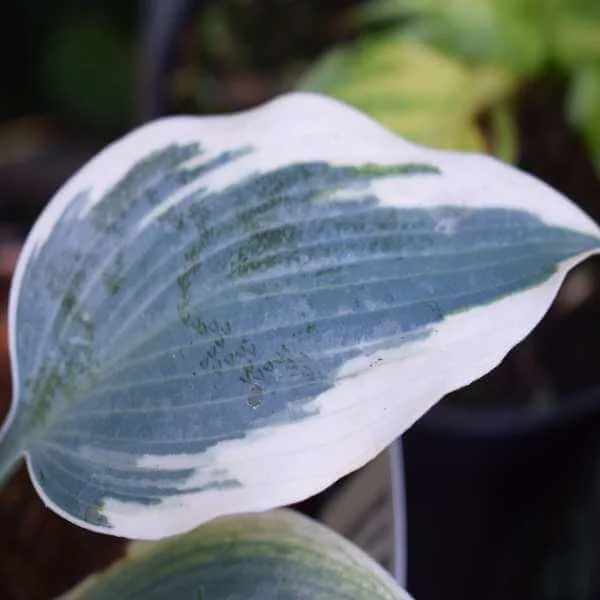Hosta_Blue_Ivory_PP1.jpg