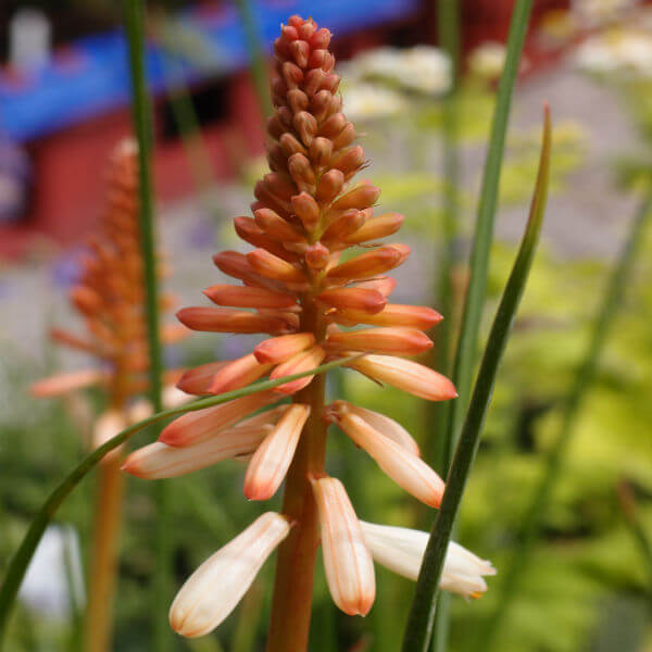 Kniphofia_Orange_Vanilla_Popsicle_PP1.jpg
