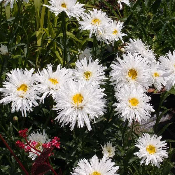 Leucanthemum_Aglaia_PP3.jpg