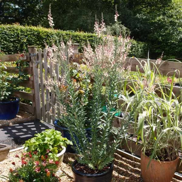 Linaria_Peachy_PP2.jpg