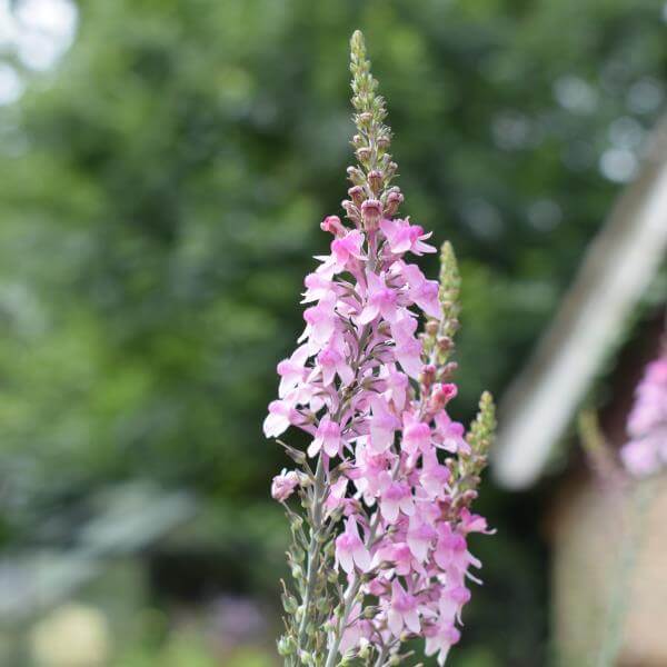Linaria_Pink_Kisses_PP1.jpg