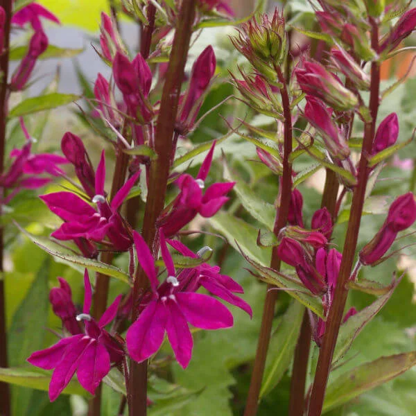 Lobelia_Tania_PP1.jpg