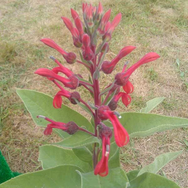 Lobelia_Tupa_PP3.jpg