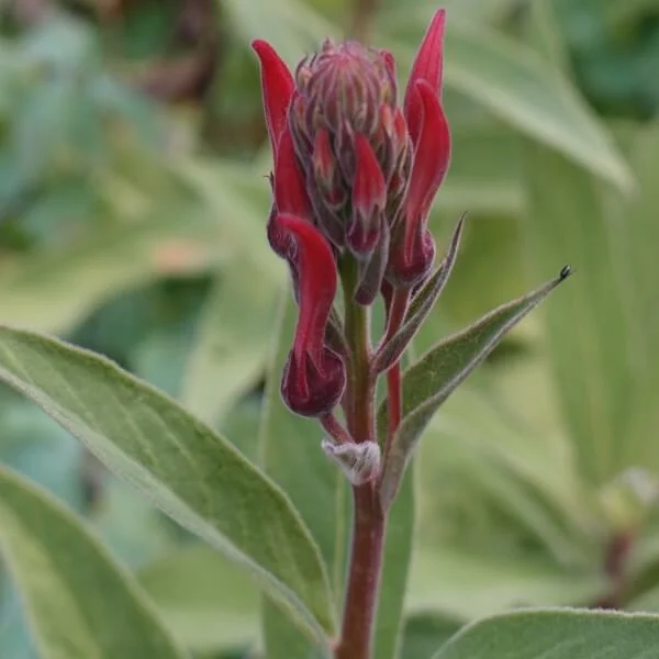 Lobelia_Tupa_PP4.jpg