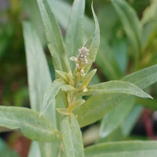 Lysimachia_Ephemerum_PP2.jpg
