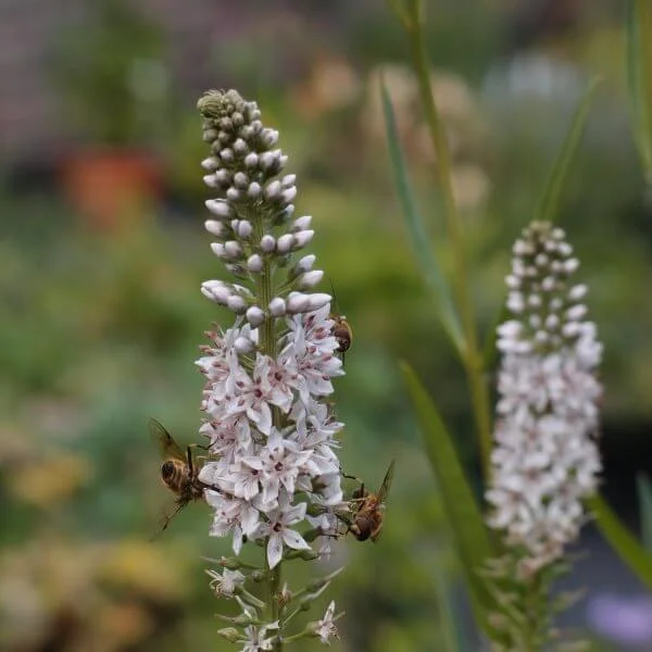 Lysimachia_Ephemerum_PP4.jpg