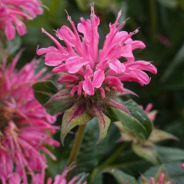 Monarda_Pardon_My_Pink_PP2.jpg