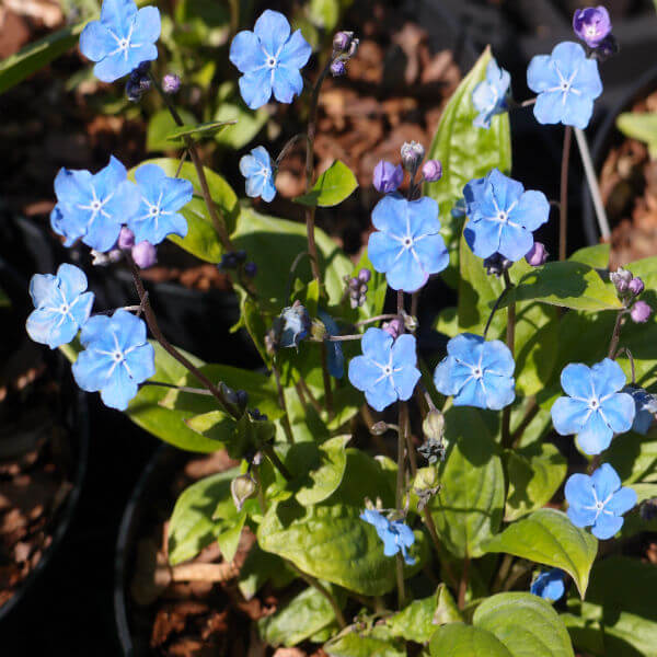 Omphalodes_Cherry_Ingram_PP1.jpg