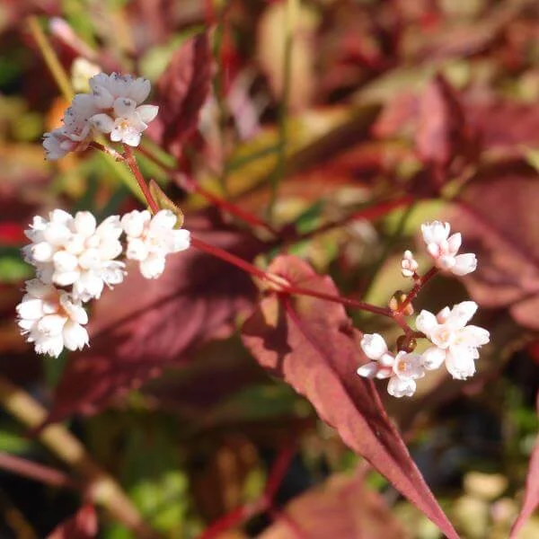 Persicaria_Red_Dragon_PP2.jpg