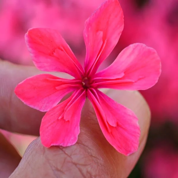 Phlox_Cleopatra_2.jpg